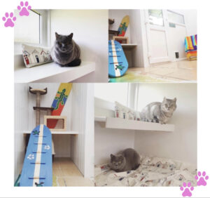 cat-in-suites-300x282-1